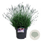 Lavandula int. Phenomenal 40-50 cm 15L