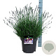 Lavandula int. Phenomenal 40-50 cm 15L