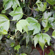 Hedera hel. 'Green Ripple' 80-100 cm rozenpot 2L