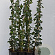 Hedera hibernica 80-100 cm rozenpot 2L