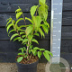 Heptacodium miconioides 40-50 cm 5,0L