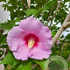 Hibiscus 'Resi' 14-16 HO draadkluit