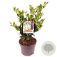 Ligustrum j. 'Texanum' 30-40 cm 3,0L