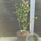 Hibiscus syr. Eruption 60-80 cm 20L