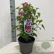 Hibiscus syr. Flower Tower Ruby 60-70 cm 5,0L