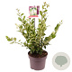 Ligustrum j. 'Texanum' 40-50 cm 5,0L