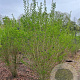 Ligustrum ovalifolium 250-300 cm draadkluit struik
