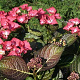 Hydrangea m. Black Diam. Red Angel 15-20 cm 2,0L