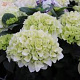 Hydrangea m. Forever & Ever White 30-35 cm 5,0L