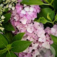 Hydrangea m. Hortbux 15-20 cm 2,0L rose