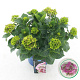 Hydrangea m. Lady Mata Hari 30-40 cm 5,0L rose