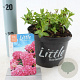 Hydrangea m. 'Little Pink' 15-20 cm 2,0L