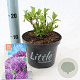 Hydrangea m. 'Little Purple' 15-20 cm 2,0L
