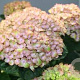 Hydrangea m. Magical Revolution 15-20 cm 2,0L blauw