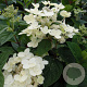 Hydrangea pan. 'Bulk' 40-60 cm 10L