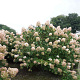 Hydrangea pan. 'Limelight' 175-200 cm draadkluit struik op Stam