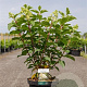 Hydrangea pan. 'Silver Dollar' 60-80 cm 10L