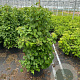 Hydrangea anomala petiolaris 125-150 cm 35L solitair