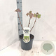 Hydrangea quercifolia 25-30 cm 3,0L