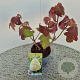 Hydrangea querc. Tara 30-40 cm 2,5L