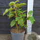 Hydrangea querc. 'Tennessee Clone' 40-50 cm 10L