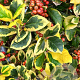 Ilex altacl. 'Golden King' 15 cm P12
