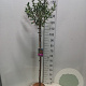 Ilex aq. 'Alaska' 100 cm stam 5,0L