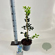 Ilex aq. 'J.C. van Tol' 40-60 cm 3,0L