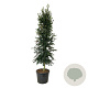 Ilex aquipernyi Dragon Lady 225-250 cm cont. 90L extra