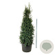 Ilex aquipernyi Dragon Lady 250-300 cm cont. 230L solitair