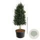 Ilex aquipernyi Dragon Lady 300-350 cm cont. 500L Pir. op stam