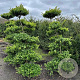 Ilex crenata 'Blondie' 200 cm cont. 65L Potgedrukt bonsai