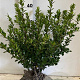Ilex crenata 'Caroline Upright' 40-50 cm met kluit