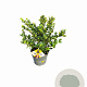 Ilex crenata Dark Green 10-15 cm P9 struik