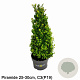 Ilex crenata Dark Green 25-30 cm 3,0L kegel potgekweekt
