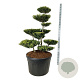 Ilex crenata 'Green Lustre' 125-150 cm cont. 230L bonsai
