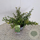 Ilex crenata 'Stokes' 25-30 cm 2,5L