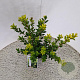 Ilex maximowicziana kanehirae 30-40 cm 2,5L