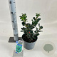 Ilex meserv. 'Blue Angel' 30-35 cm 3,0L