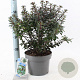 Ilex meserv. Gentle 30-40 cm 5,0L