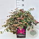 Loropetalum c. 'Daybreak's Flame 35-40 cm 10L