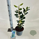 Ilex 'Nellie R. Stevens' 40-50 cm 3,0L