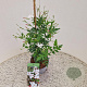 Jasminum officinale 60-65 cm 2,5L