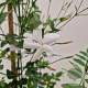 Jasminum officinale 60-65 cm 2,5L