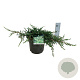 Juniperus communis 'Ristol' 40-50 cm 6L