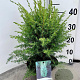 Juniperus comm. 'Hibernica' 25-30 cm 3,0L