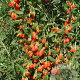 Lycium barbarum 150-175 cm draadkluit struik