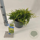 Juniperus pf. 'Old Gold' 20-25 cm 3,0L