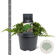 Juniperus procumbens 'Nana' 25-30 cm 3,5L