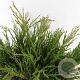 Juniperus sabina 25-30 cm 3,5L